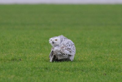  Sneeuwuil - Snowy Owl - Nyctea scandiaca