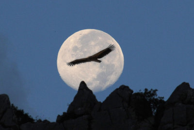 Moonrise and Vulture