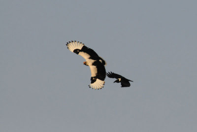 Palmnut Vulture and Pied Crow
