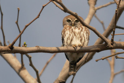   Pearl-Spotted Owlet