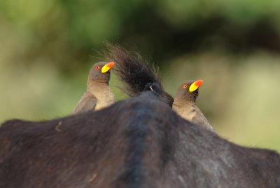  Yellow-Billed Oxpeckers