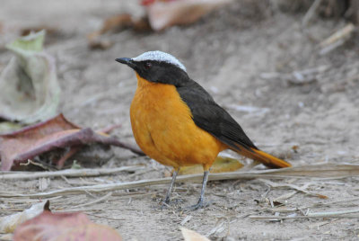   White-Crowned Robin-Chat