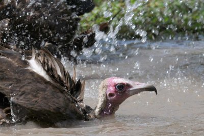   Hooded Vulture - Kapgier