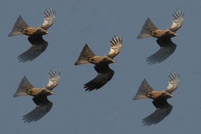Black Kite in display formation