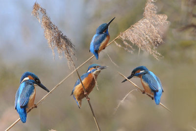 Kingfishers