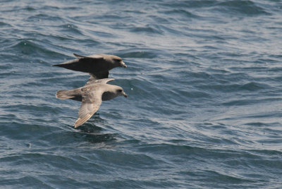  Fulmar [Fulmarus glacialis]