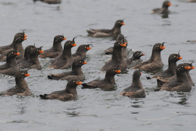   Crested Auklets [Aethia cristatella]