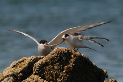  Arctic Tern [ Sterna paradisaea ]