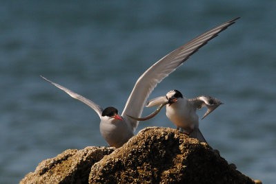  Arctic Tern [ Sterna paradisaea ]
