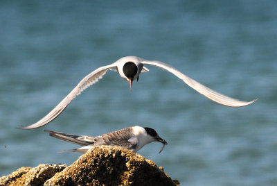   Arctic Tern [ Sterna paradisaea ]