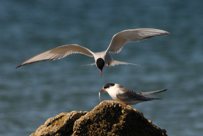   Arctic Tern [ Sterna paradisaea ]