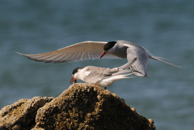   Arctic Tern [ Sterna paradisaea ]