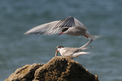   Arctic Tern [ Sterna paradisaea ]