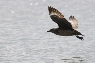  Great Skua  [Stercorarius skua]