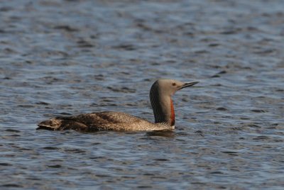 Red-Throated Diver [ Gavia Stellata}