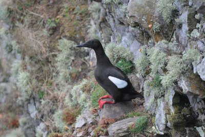  Black Guillemot [Cepphus grylle]