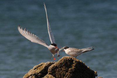   Arctic Tern [ Sterna paradisaea ]