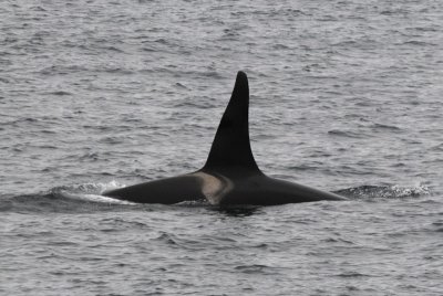  Killer Whale - Bering Sea  Kamchatka