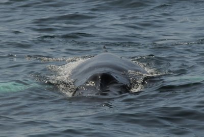  Humpback Whale- Bering Sea  Kamchatka