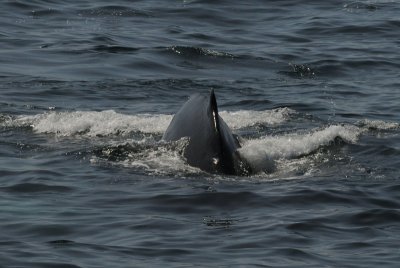  Humpback Whale - Bering Sea  Kamchatka