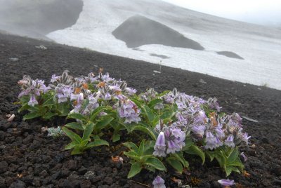 DSC_2029   Flowers on volcanic slope