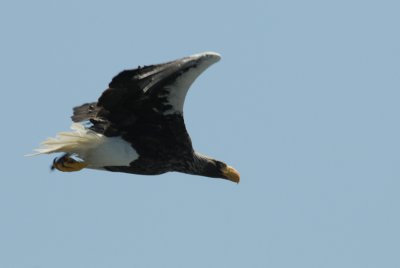   Stellers Sea Eagle [Haliaeetus pelagicus]