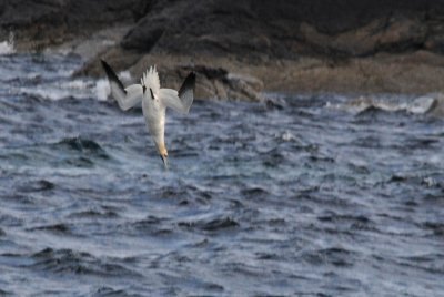 Jan van Gent - Gannet - Morus bassanas