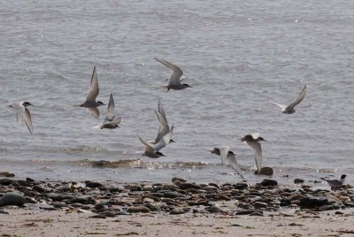  Arctic Tern [ Sterna paradisaea ]