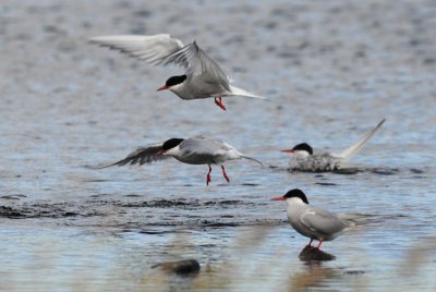  Arctic Tern [ Sterna paradisaea ]