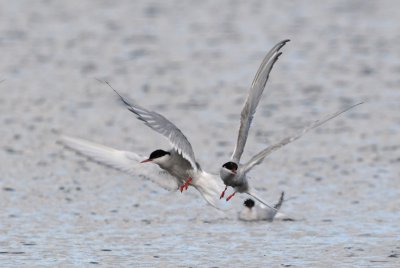  Arctic Tern [ Sterna paradisaea ]