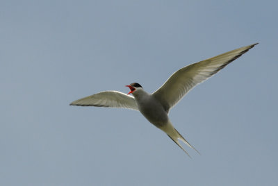  Arctic Tern [ Sterna paradisaea ]