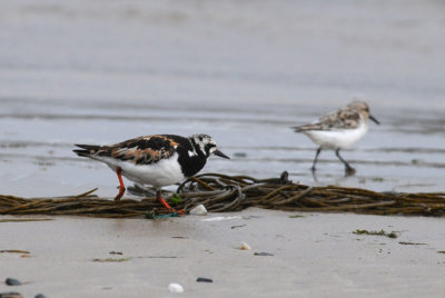 Turnstone