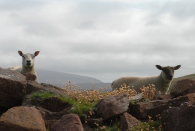 DSC_2655 sheep