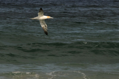 Jan van Gent - Gannet - Morus bassanas
