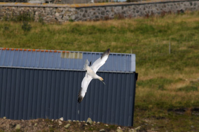 Jan van Gent - Gannet - Morus bassanas
