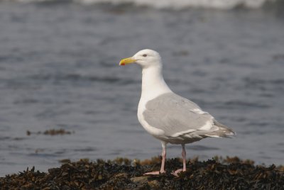  Glaucus Winged  Gull