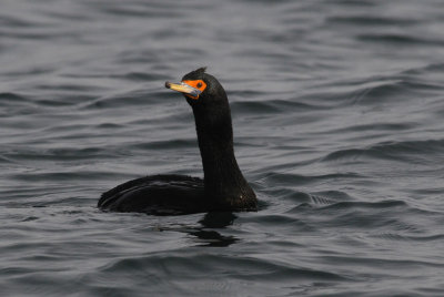  Red Faced  Cormorant.