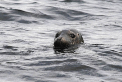 Grey Seal - Grijze zeehond