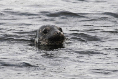 Grey Seal - Grijze zeehond