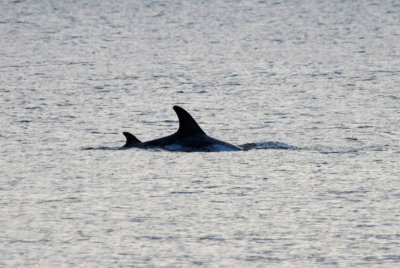 Rissos's Dolphin - Grijze Dolfijn
