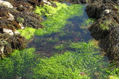 IMG_1150 Tidal Pool.jpg