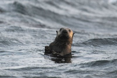 DSC_5749 Sea Otter.