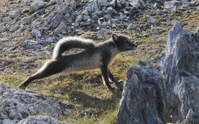Arctic Fox - Poolvos