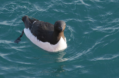 Brnnich's Guillemot - Kortbekzeekoet - Uria lomvia