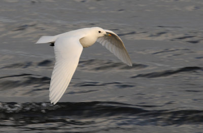 Ivory Gull - Ivoormeeuw - Pagophila eburnea