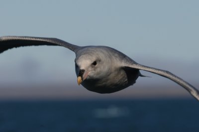  Fulmar - Noordse Stormvogel - Fulmarus glacialis