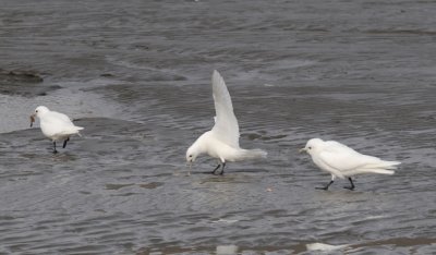 Ivory Gull - Ivoormeeuw - Pagophila eburnea