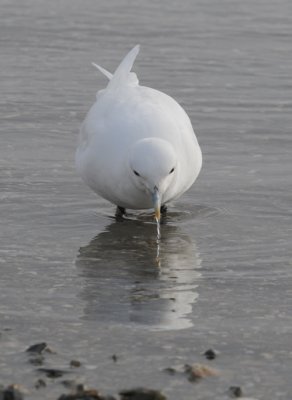 Ivory Gull - Ivoormeeuw - Pagophila eburnea