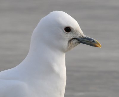 Ivory Gull - Ivoormeeuw - Pagophila eburnea