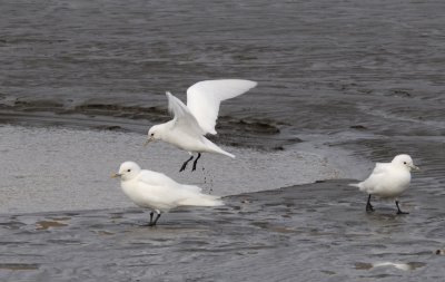 Ivory Gull - Ivoormeeuw - Pagophila eburnea